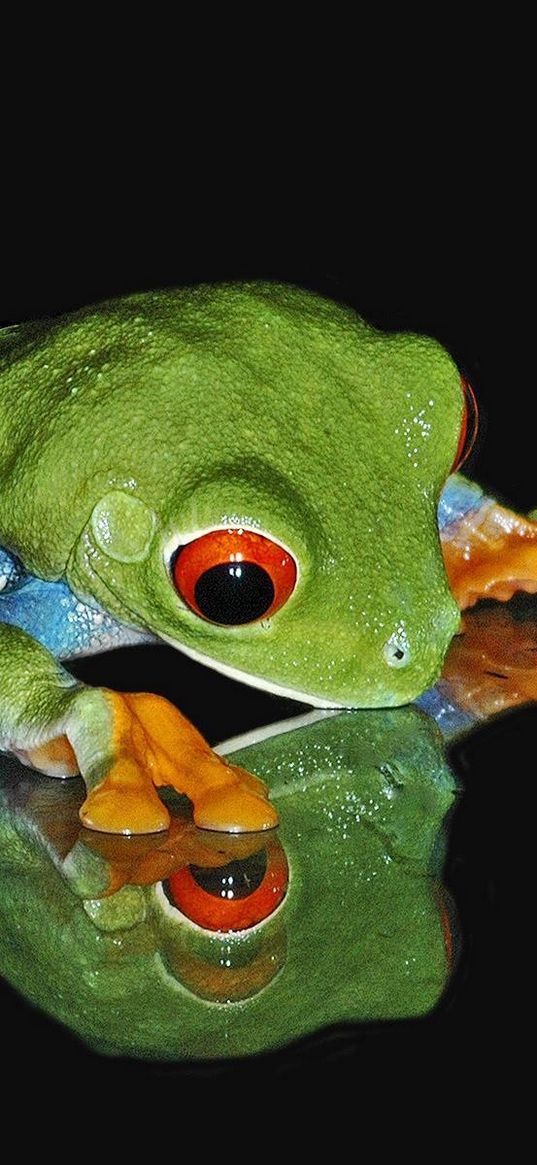 frog, face, shadow