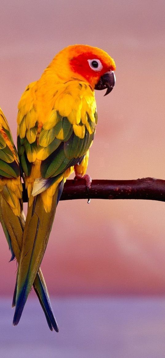 parrots, color, tail, branch, sit