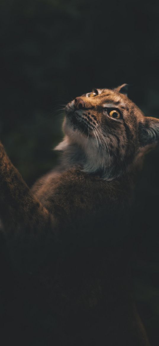 lynx, tree, forest, big cat, predator, animal