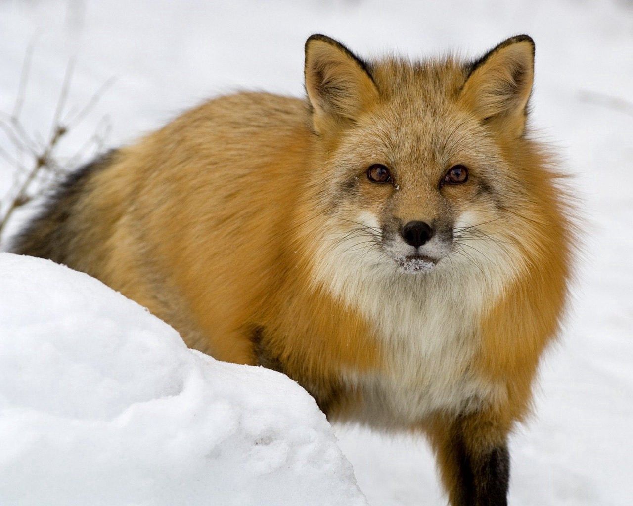 fox, face, eyes, snow, predator