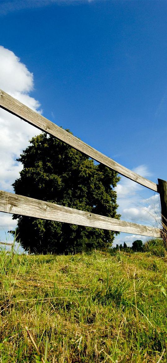 tree, fence, boards, summer