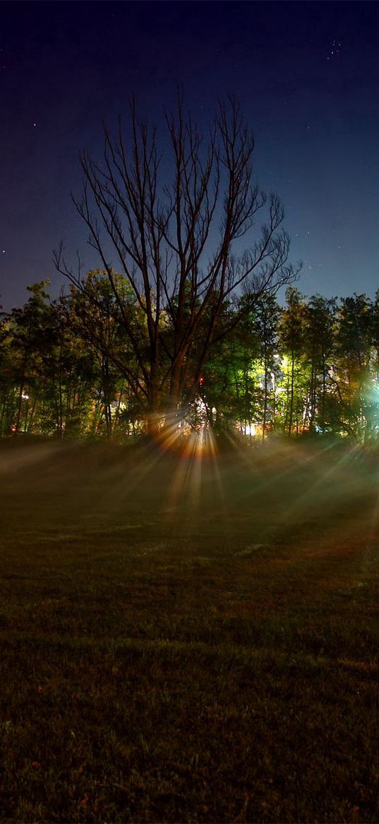 light, patches of light, sky, stars, beams, dawn, trees, landing