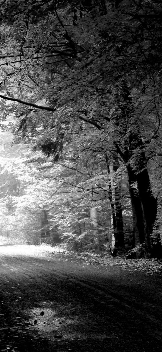 road, autumn, black-and-white, trees, pool