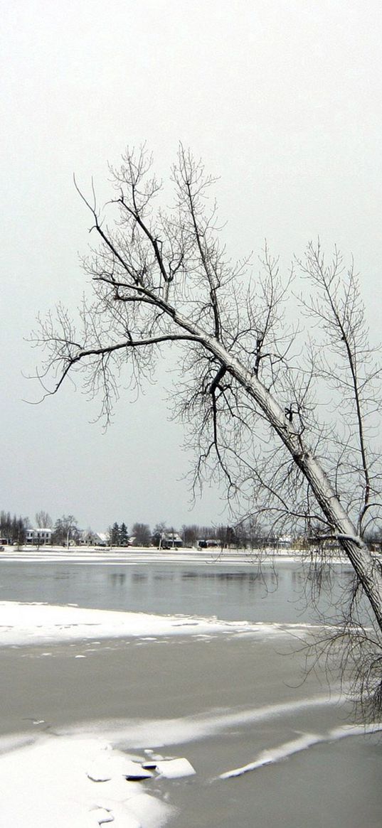 trees, ice, lake, winter, frosts, november