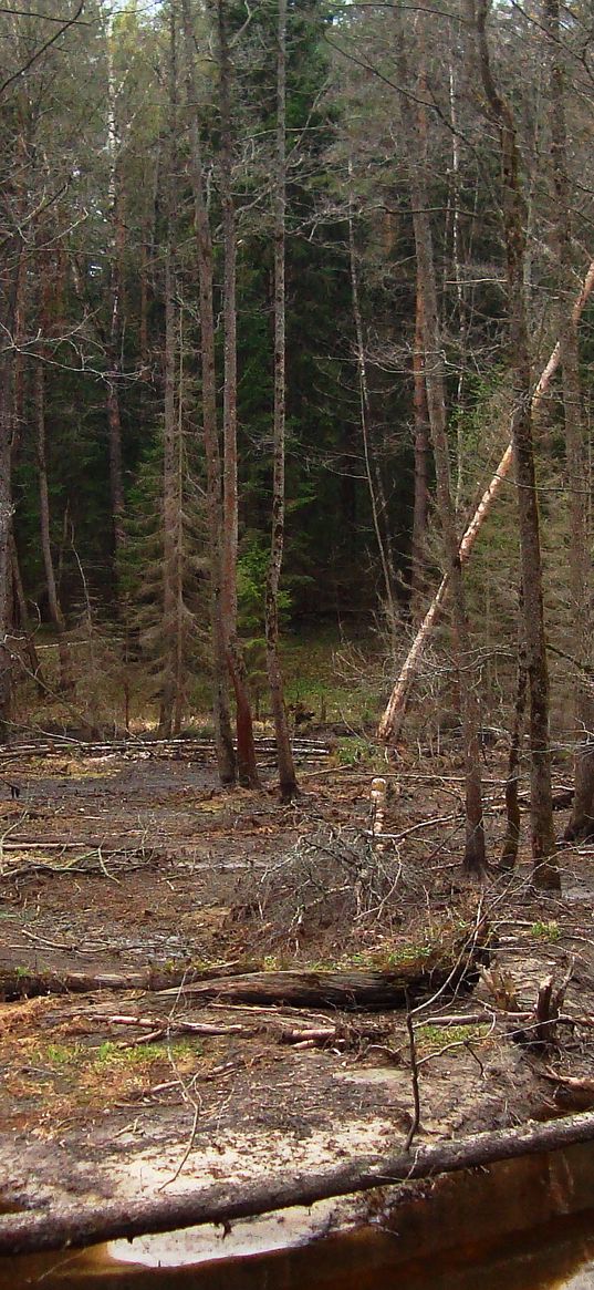 wood, river, trees, naked, despondency, dullness, autumn, cold, dampness