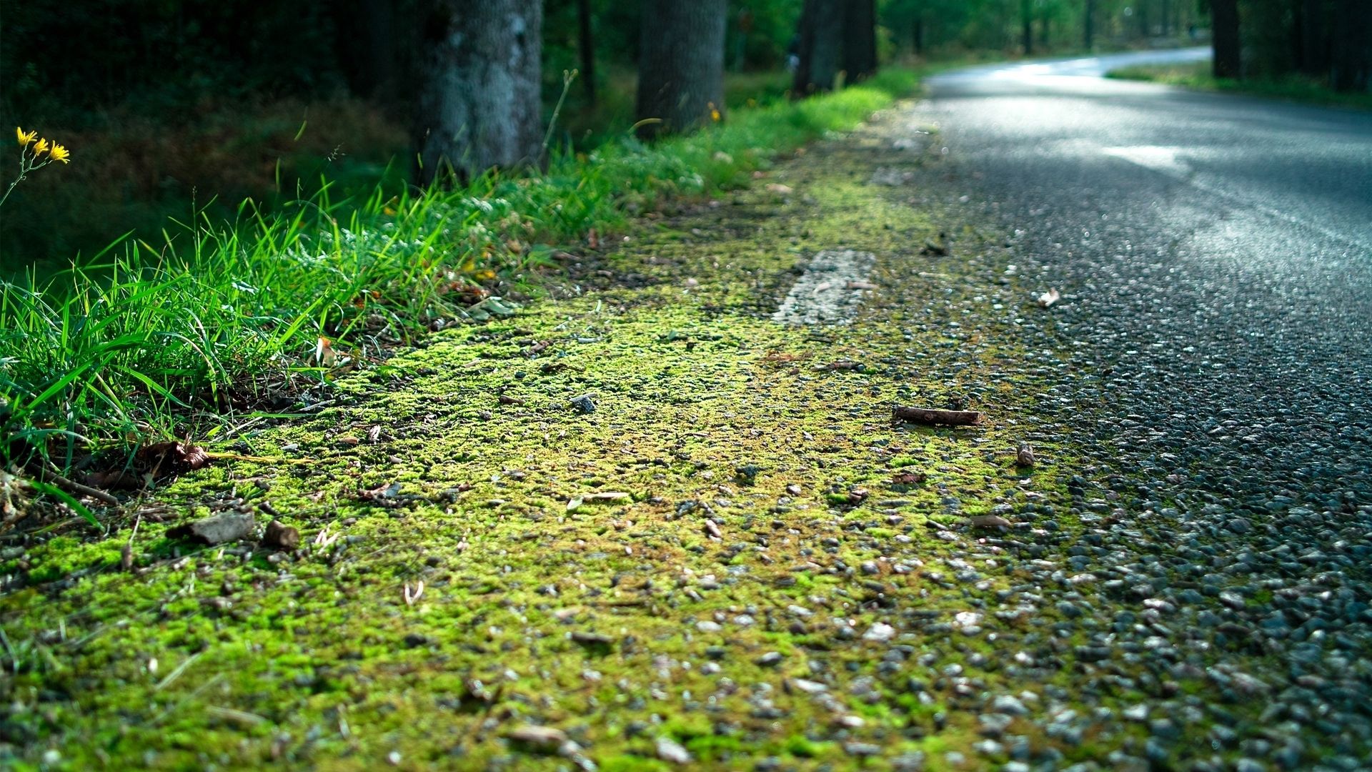 roadside, road, edge, moss, asphalt, grass