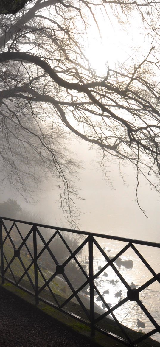 trees, branches, protection, fog, autumn, gloomy, bark, dampness