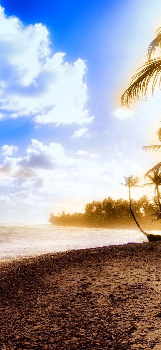 palm trees, coast, beach, sun, light, sky, clouds, heat