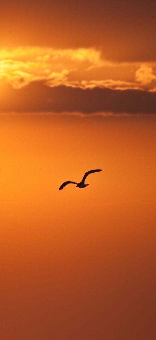 decline, orange, sun, disk, bird, flight, freedom