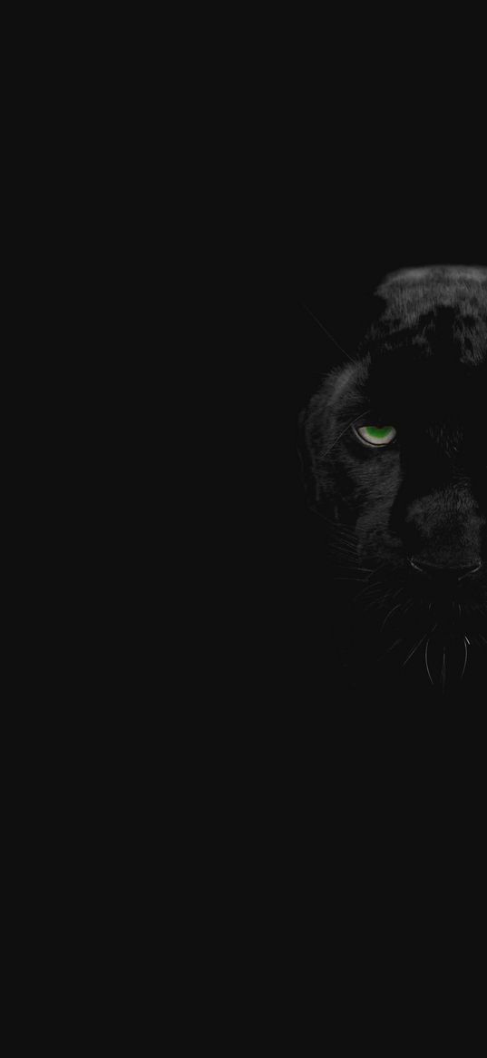 panther, animal, eyes, gaze, black background