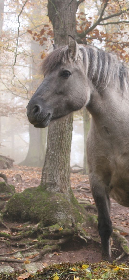 horses, forest, trees, light