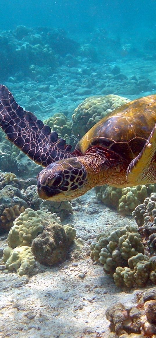 turtle, underwater, swim