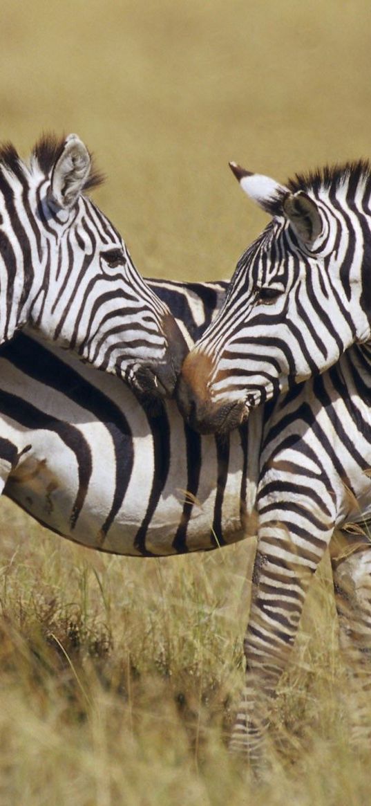 zebra, grass, strips, stand