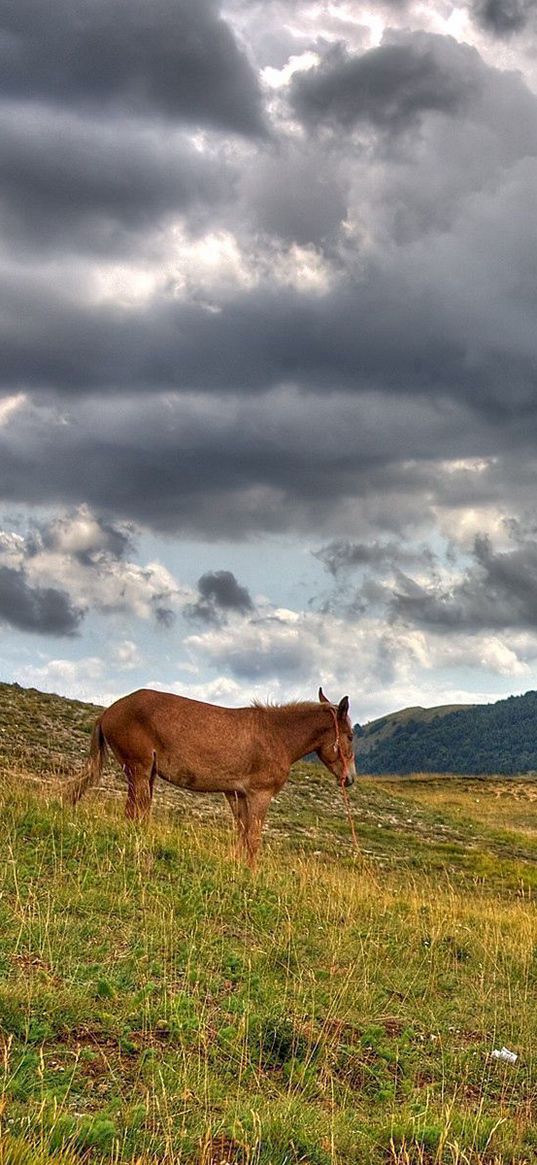 horse, hills, grass, clouds