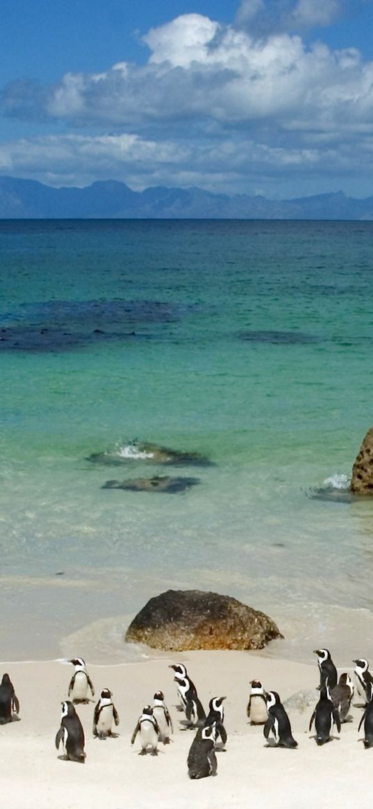 penguins, sand, sky, beach, rocks, sea, ocean