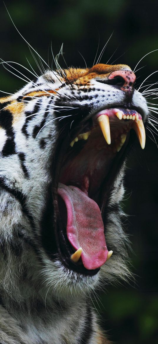 tiger, big cat, face, teeth, anger