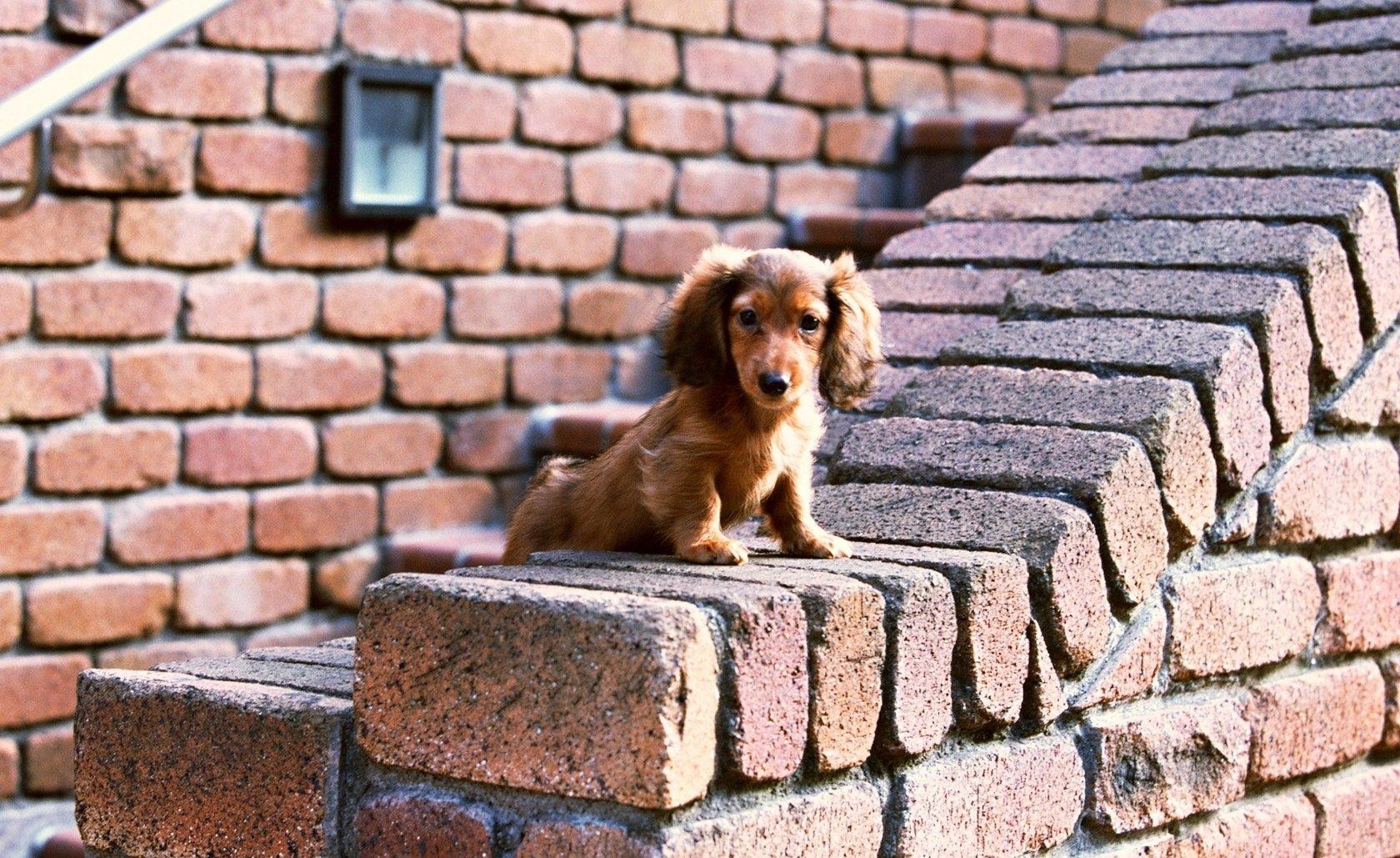 puppy, bricks, sit, ears