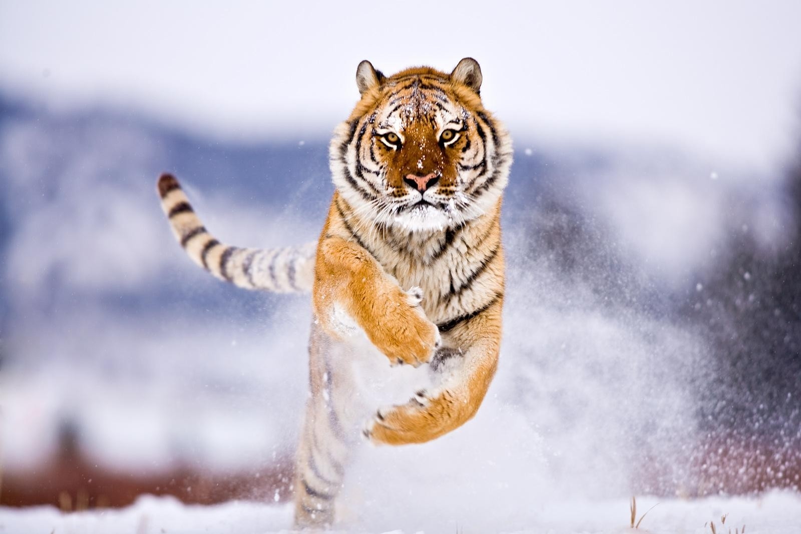 tiger, big cat, jump, snow