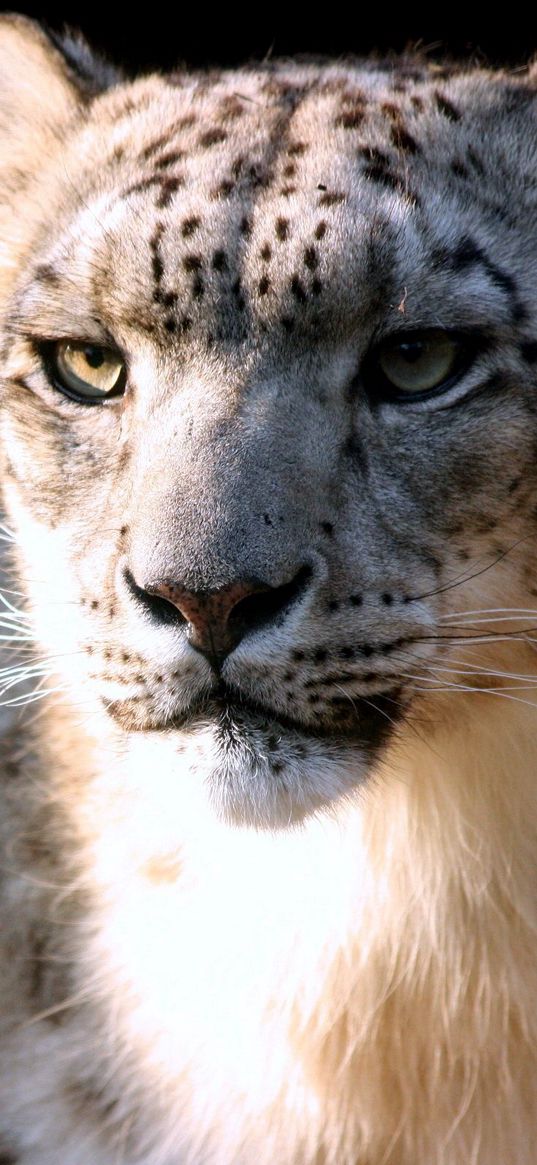 snow leopard, face, big cat, predator