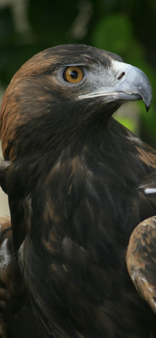 eagle, beak, eyes, bird, predator