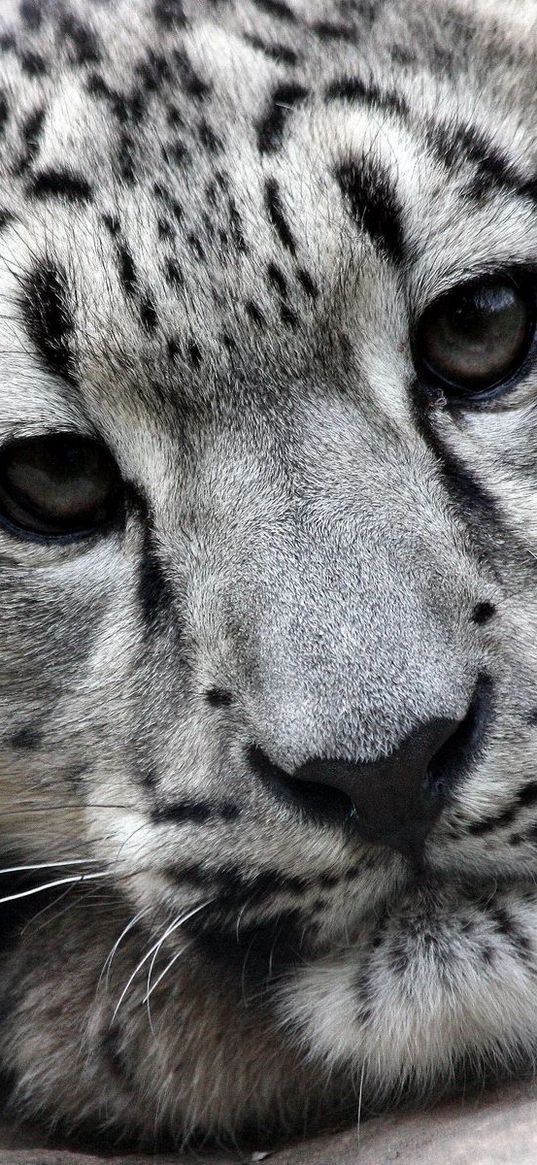 snow leopard, face, predator