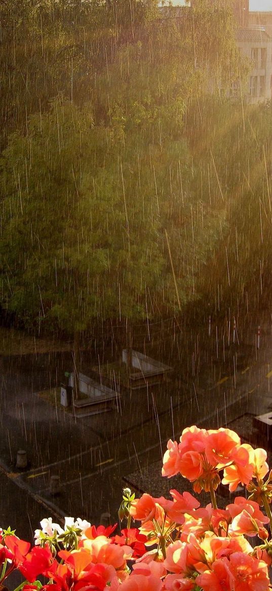 rain, heavy rain, flowers, street, balcony, height, wet