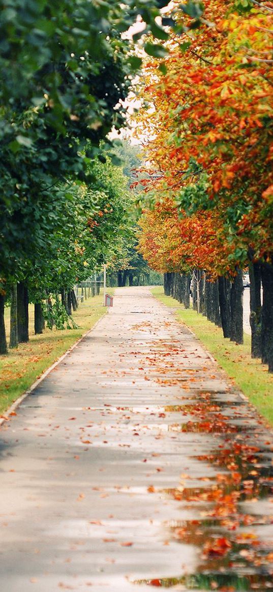 trees, park, leaf fall, autumn, path, foliage, wet