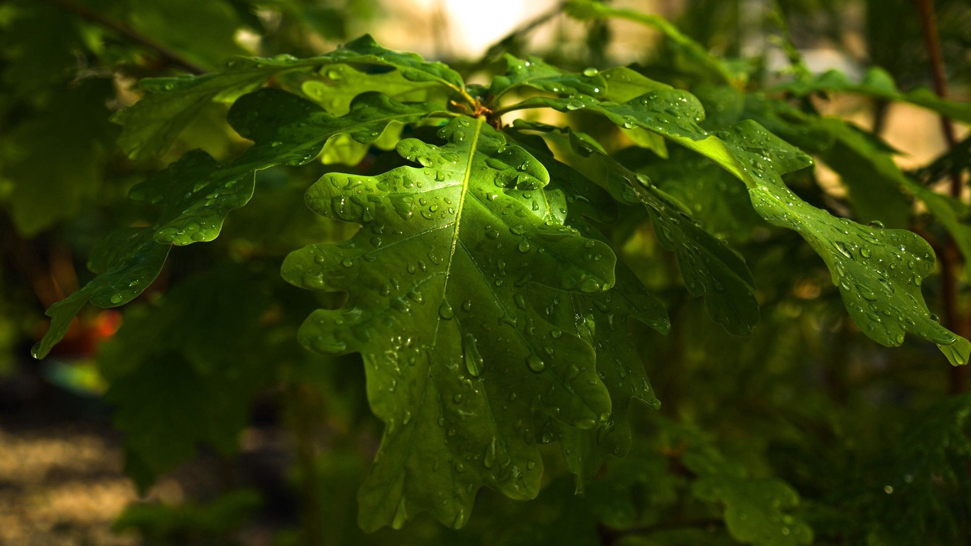 leaves, oak, drops, dew, rain, light, summer