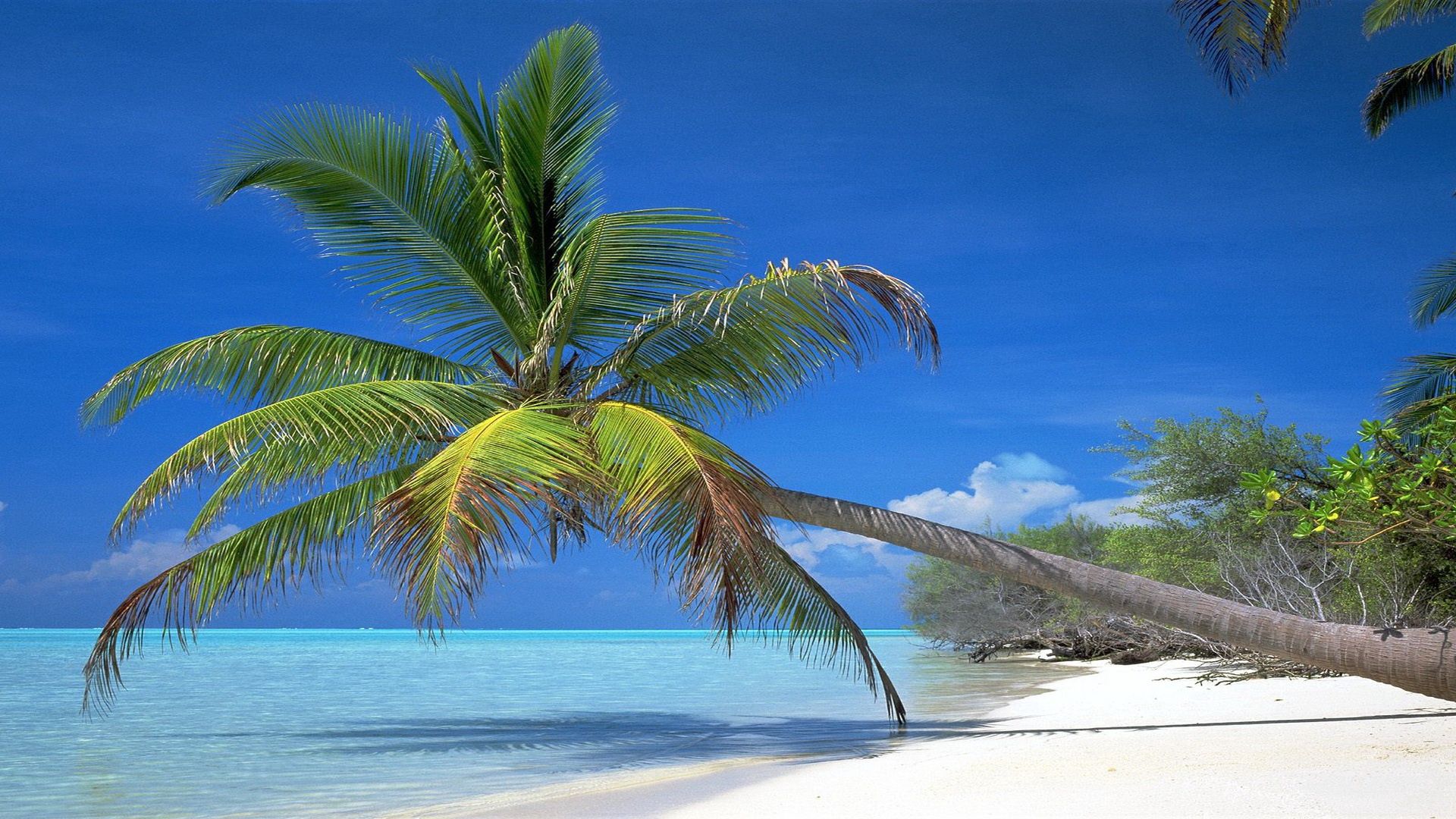 palm tree, inclination, coast, branches, shadow, tropics, blue water, gulf, heat