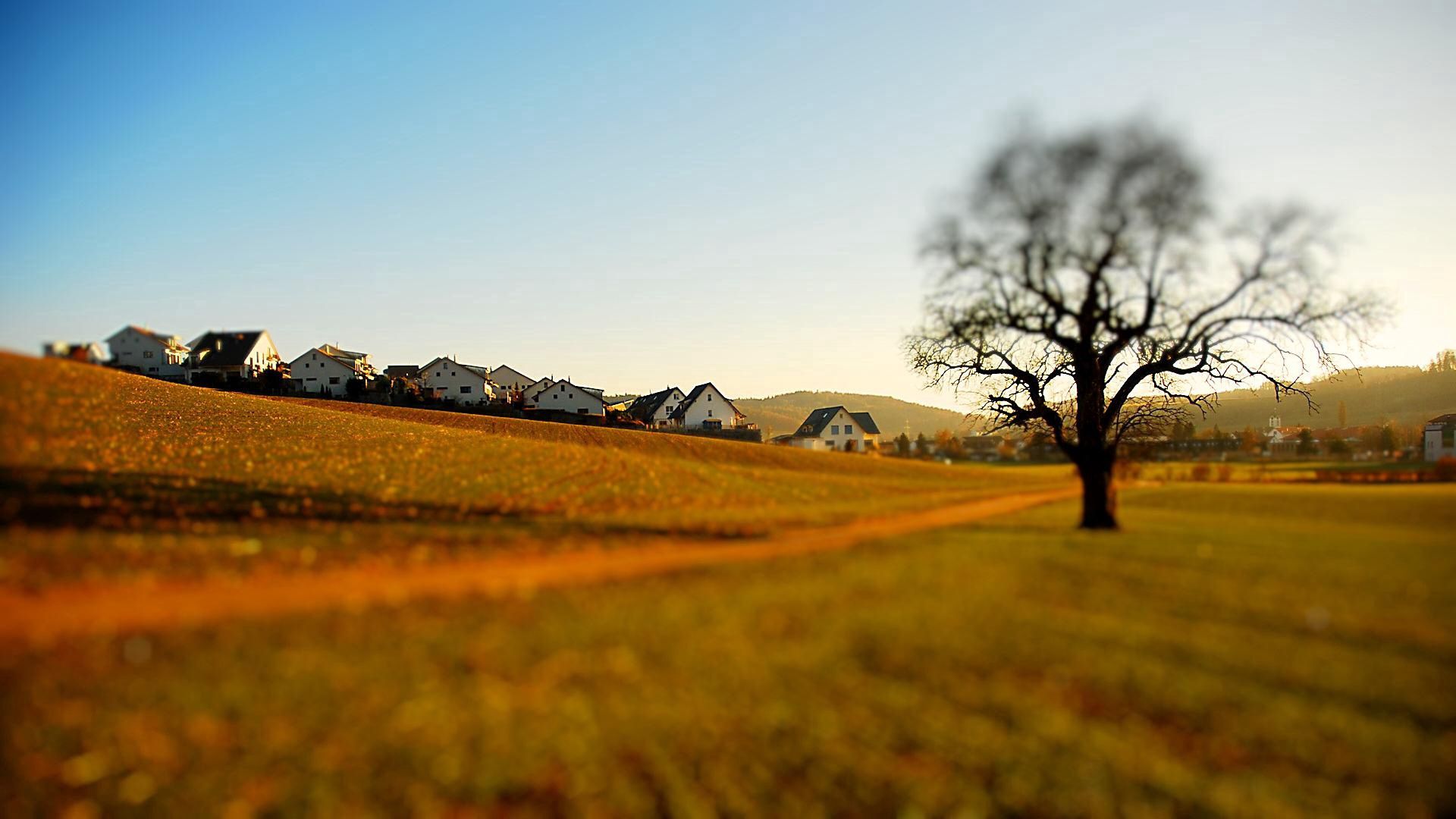 lodges, tree, lonely, glade, degradation, effect, reduction, utah