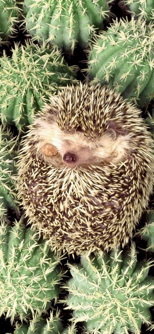 hedgehog, cactus, spines, lie