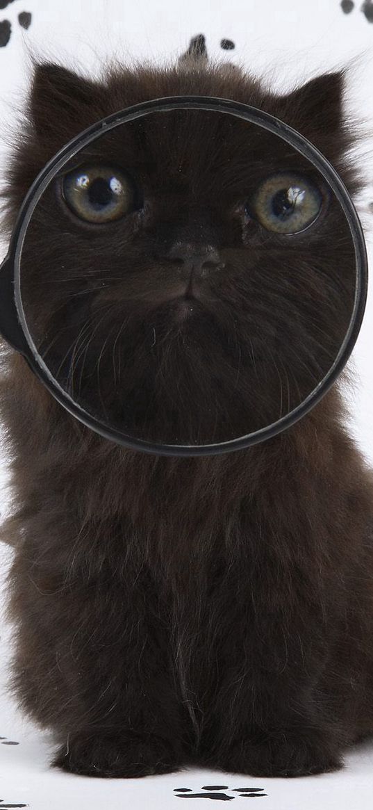 cat, muzzle, magnifier, fluffy