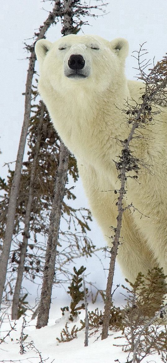 polar bears, family, babies, snow