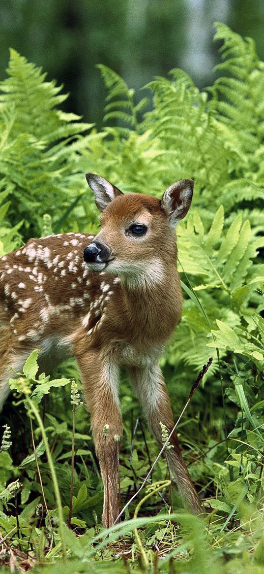 fawn, brindle, grass