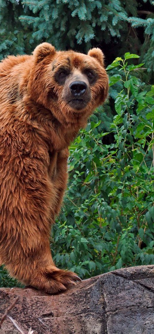 bear, brown, color, grass, big