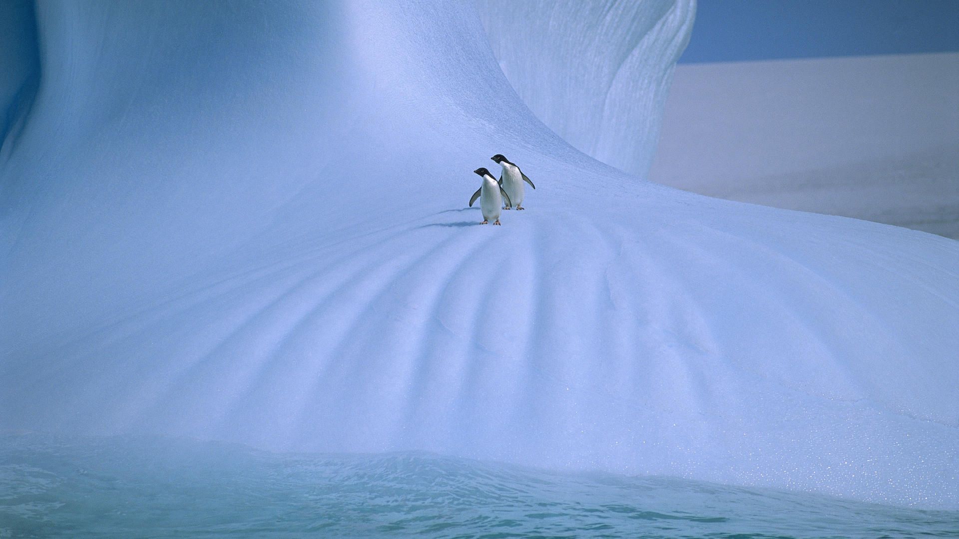 penguins, ice, snow, cold, couple, walk