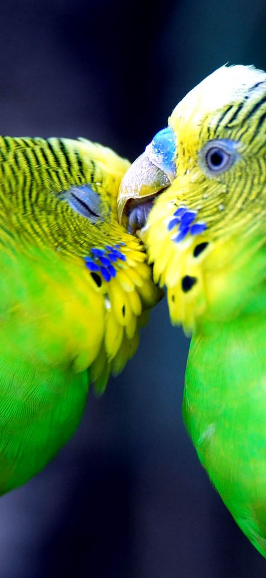 parrot, couple, striped, head, beak