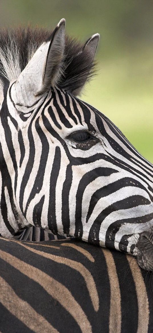 zebra, color, striped, calf