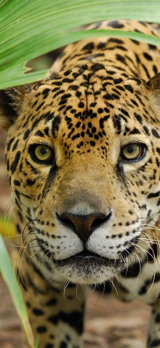 leopard, grass, eyes, anger, big cat, predator