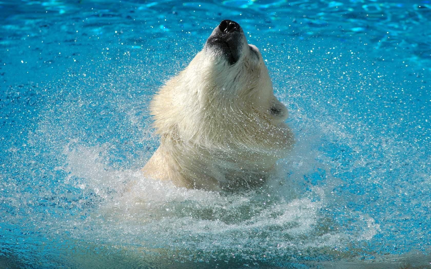 polar bear, water, jump, muzzle