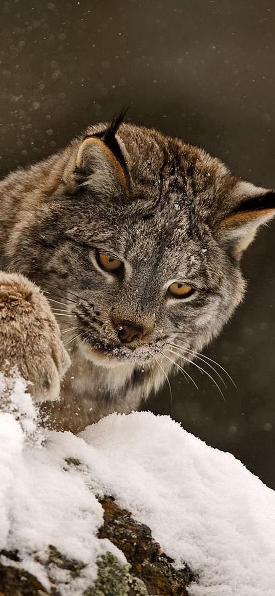 lynx, paw, snow, curiosity, big cat, predator