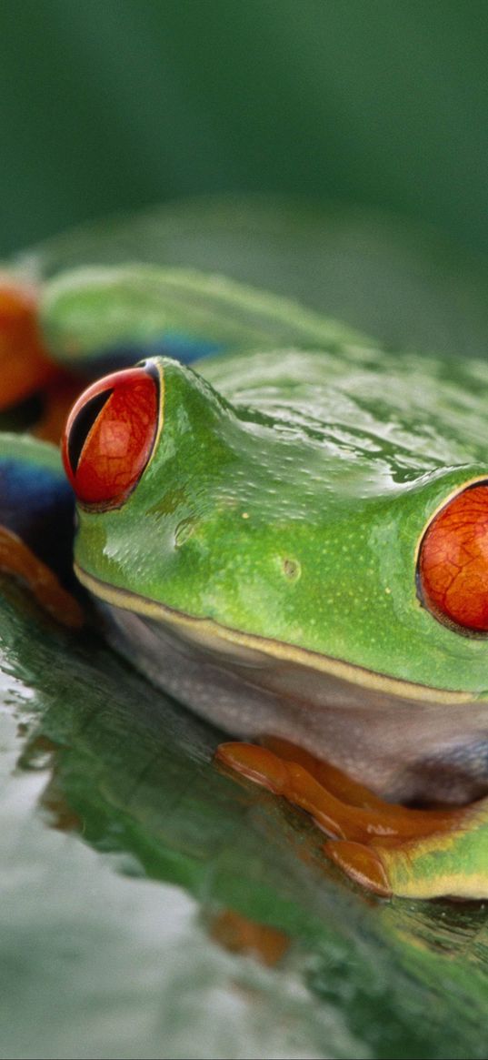 frog, eyes, leaf, wet