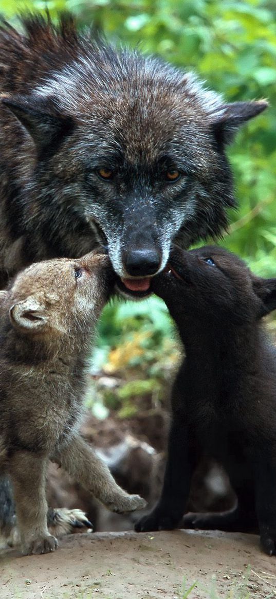 wolf, family, babies, care, color