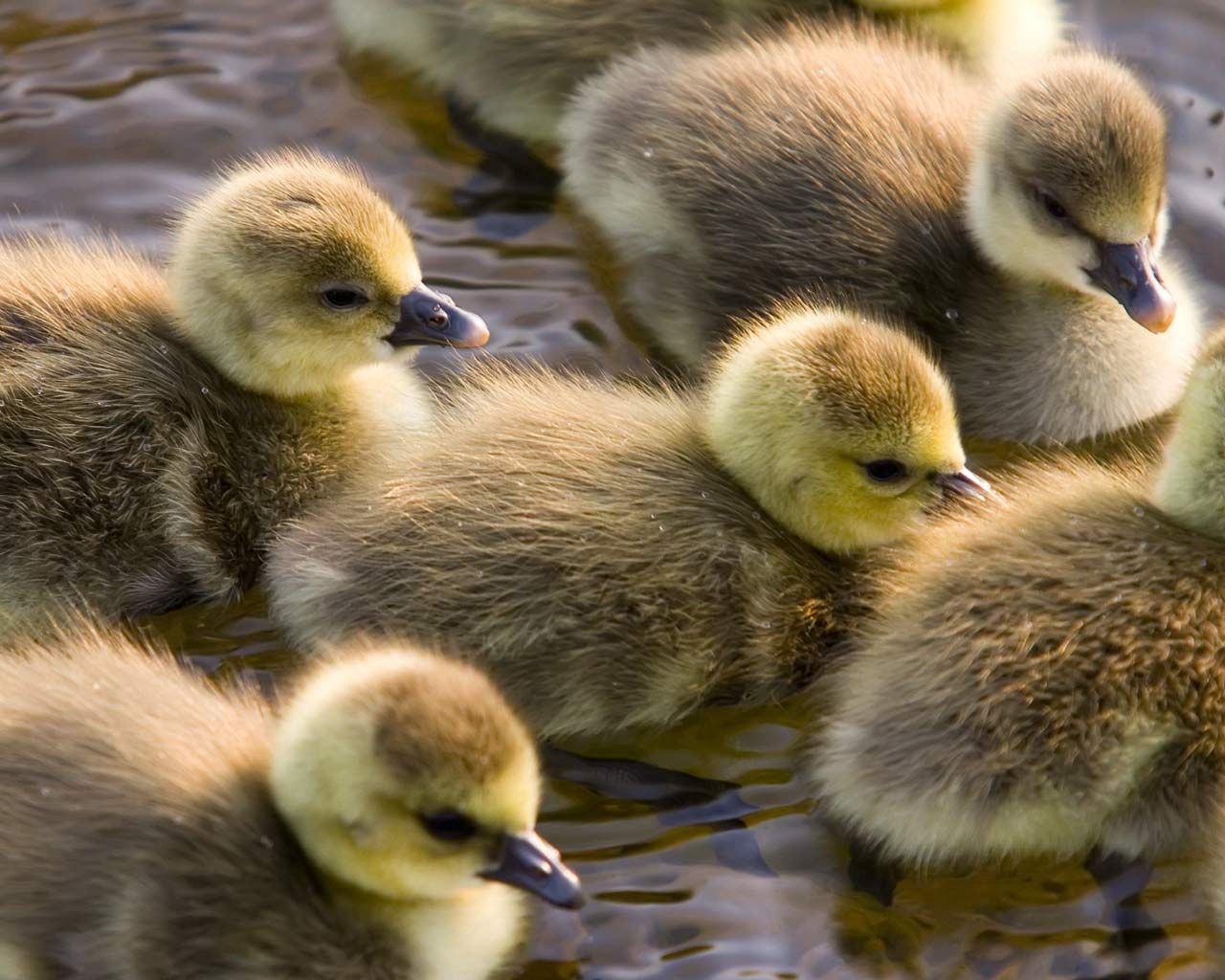 ducklings, calves, float, color, birds