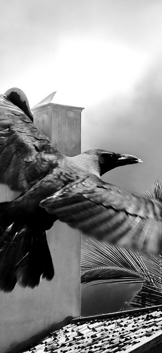 crows, bird, flying, flapping, buildings, sky, black and white