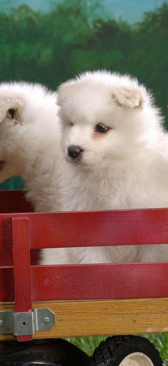 puppies, truck, sit, set, toy