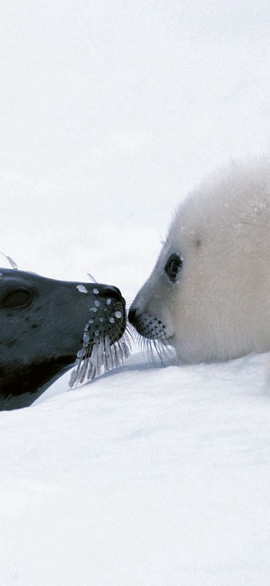 seal, couple, snow, head, caring, tenderness