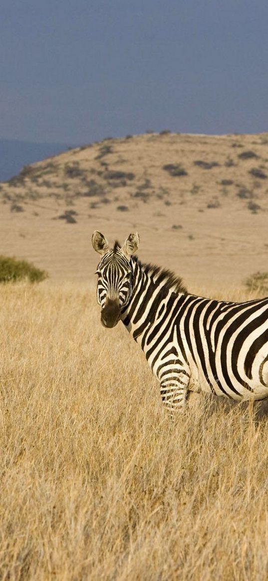 zebra, grass, striped, climbing, valley, prairie