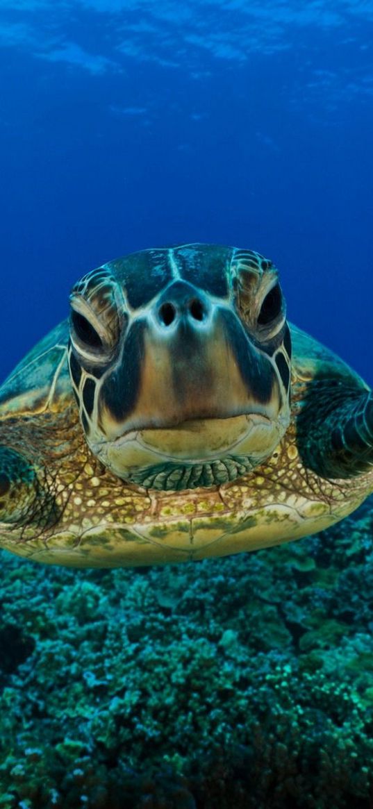 turtle, swim, shell, underwater