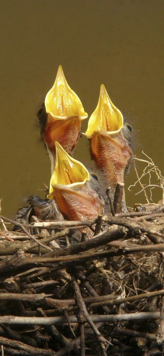 chicks, nest, hunger, waiting